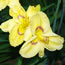 Hemerocallis Etched Eyes